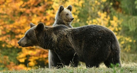 Une ourse et son ourson en Roumanie en novembre 2019.