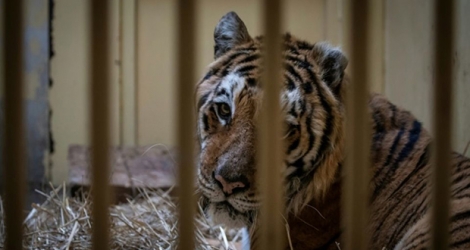 Un tigre mâle saisi à la frontière polono-bélarusse dans son enclos temporaire au zoo de Poznan en Pologne le 6 novembre 2019.