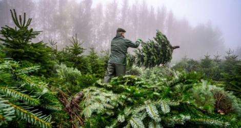Un sapin, c'est dix ans de travail. En 2018, environ six millions de sapins naturels ont été achetés par environ 20% des foyers. Ici coupe de sapins dans les Vosges du Nord, à La Petite-Pierre, le 22 novembre 2019 Photo PATRICK HERTZOG. AFP