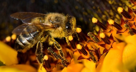 L’Agence française de sécurité sanitaire ne contestera pas une décision judiciaire interdisant deux pesticides accusés de présenter un risque pour les abeilles et retire leur autorisation de mise sur le marché.