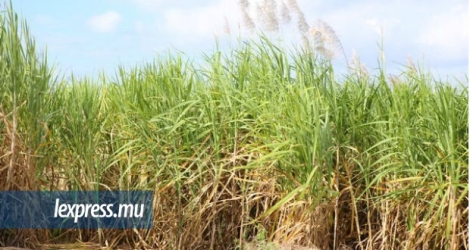Business Mauritius préconise la mise en place urgente d’un «cadre régulateur pour rémunérer la biomasse» dans le secteur cannier.