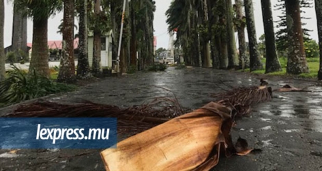 Les majestueux palmistes ont résisté à l’épreuve du temps et des cyclones.