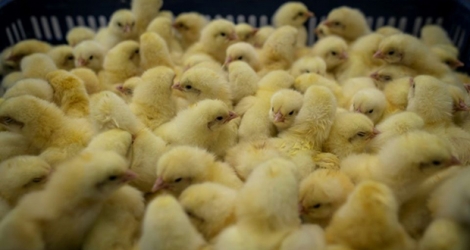 Les poussins mâles sont broyés dans les élevages de poules pondeuses car les nourrir n'est pas jugé rentable.