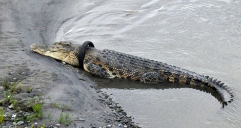 Un crocodile avec un pneu de moto autour du cou dans une rivière à Palu (Indonésie), le 22 janvier 2020.