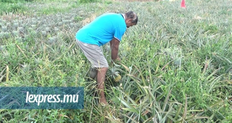 Rajoo Goolap soutient qu’il n’est pas évident d’assurer la sécurité des plantations d’ananas.