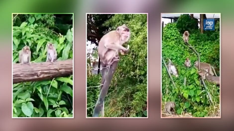 Une vingtaine de singes affamés ont été filmés sur le site du forum à Curepipe. 