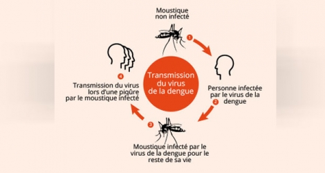 253 nouveaux cas de dengue ont été confirmés, soit un total de plus de 1 200 cas depuis le début de l’année.