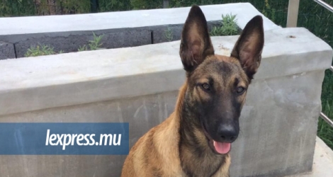 Le chien, un Malinois de six mois, a été volé en pleine journée ce vendredi à Bambous. 