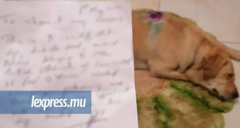 Le trentenaire a eu un papier du vétérinaire confirmant que son chien a reçu des soins.