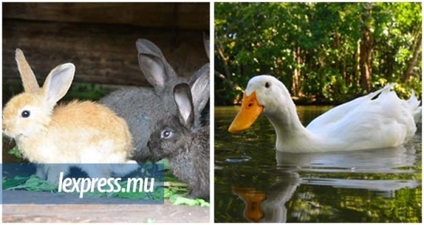 Des malfrats se sont attaqués à une ferme samedi 2 mai pour faire main basse sur 25 canards, trois dindes et cinq lapins…