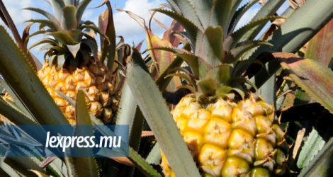 [Photo d’illustration: 25kg d’ananas ont été volés d’un champ.]