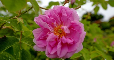 La rose Centifolia en fleurs à Grasse le 14 mai 2020 attend d'être cueillie pour la parfumerie Dior.