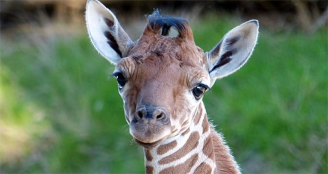 Le girafon né le 9 avril est le troisième petit de la girafe Sophie, sa mère et Matadi, son père, du Safari Park de Bali.
