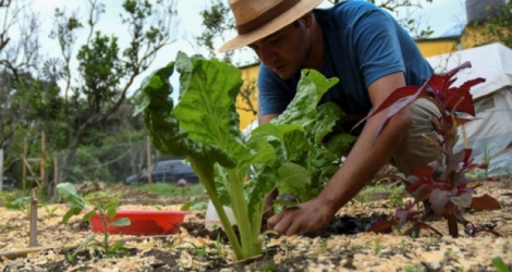Erick Torres, éducateur pour une organisation internationale enseignant les techniques d'agriculture bio dans son potager à San Pedro Las Huertas, le 27 mai 2020 au Guatemala Photo Johan ORDONEZ. AFP