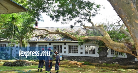 Une branche est tombée sur le toit du bâtiment.