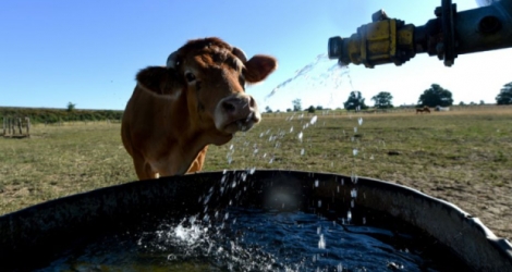 Une vache Limousine se rafraîchit au robinet d'une citerne d'eau, le 5 août 2020 à Vivoin, dans l'ouest de la France Photo JEAN-FRANCOIS MONIER . AFP