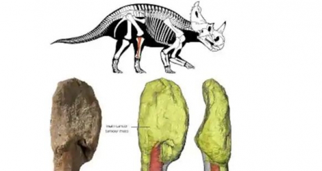 Un os de jambe provenant d'un Centrosaurus avait été découvert par des paléontologues en 1989 dans la province canadienne d'Alberta.