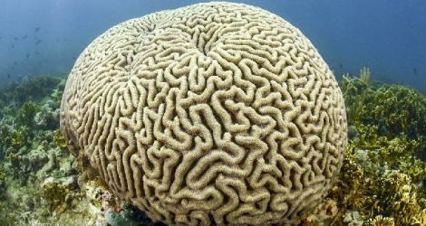 Ce corail est ainsi nommé en raison de sa ressemblance avec le cerveau. 