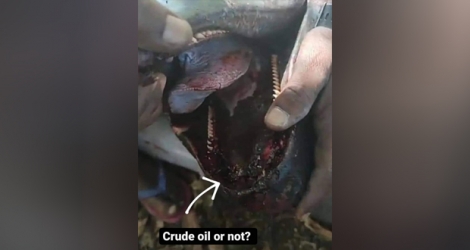 Sur cette photo qui circule sur les réseaux sociaux, des internautes montrent du mazout à l'intérieur de la bouche d'un dauphin retouvé mort hier.