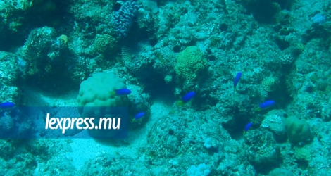 La faune et la flore marine respire la santé dans la baie de Coin de Mire.