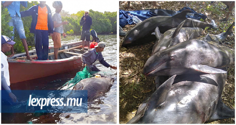 Les dauphins retrouvés ont été soumis à des examens post-mortem afin de déterminer la cause exacte de leur décès. Les résultats ne seront pas connus de sitôt. © Sumeet Mudhoo