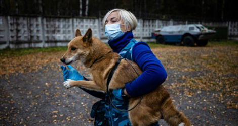 Un «chien-chacal» entraîné à détecter le coronavirus au centre de dressage de la compagnie aérienne Aeroflot, le 9 octobre 2020 près de Moscou.