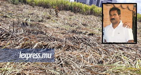 Le corps calciné de Soopramanien Kistnen a été retrouvé dans ce champ de cannes, à Moka, le 18 octobre.