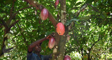 Récolte de cabosses de cacao dans une plantation près de Guiglo, dans l'ouest de la Côte d'Ivoire, le 10 octobre 2020.