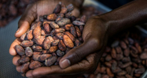 Le tri de fèves de cacao dans les ateliers de la chocolaterie Makaya à Petionville (Haïti) le 23 décembre 2020 Photo Valerie Baeriswyl. AFP