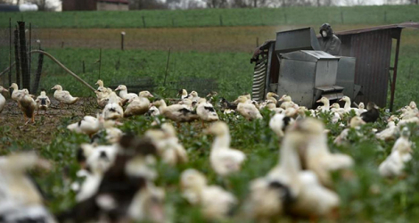 Un premier cas avait été confirmé début décembre dans un élevage de canards des Landes.