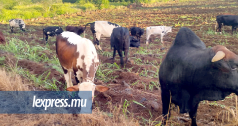Des vaches vandalisent les champs des planteurs en broutant leurs plantes.