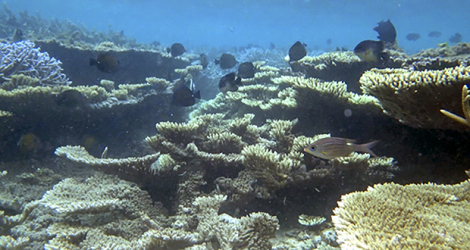 Le blanchiment des coraux est, entre autres, causé par l’augmentation de la pollution marine.