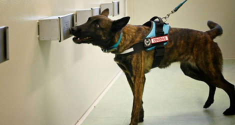 Un chien renifleur lors d'un entraînement pour apprendre à détecter le Covid-19 à travers la transpiration au Campus Bio-Medico, un hôpital universitaire dans la banlieue de Rome.