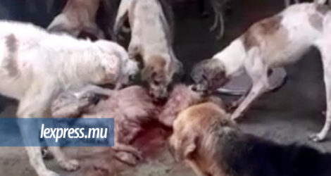 Ce sont les images de chiens se mangeant entre eux dans le chenil de la MSAW qui ont attiré l'attention des députés britanniques.