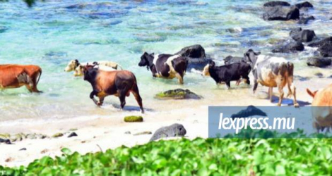 Si ces bœufs peuvent prendre la mer, comme ici au Bouchon, les Mauriciens devront patienter encore.