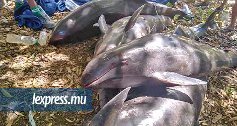 En août de l’année dernière, une vingtaine de dauphins d’Électre ont été retrouvés morts sur nos côtes.