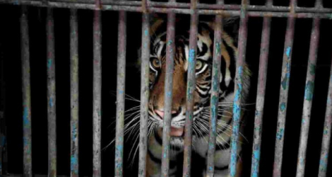Un tigre testé positif au zoo de Ragunan, à Jakarta, le 1er août 2021. Photo prise par le gouvernement de Jakarta afp.com - Handout