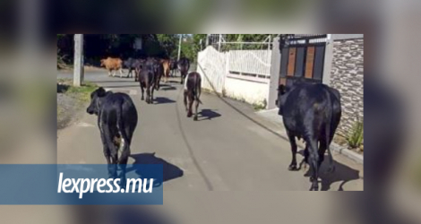 Le nombre de vaches errantes dans le morcellement Chetty, à Péreybère, ne cesse d’augmenter, selon les habitants.