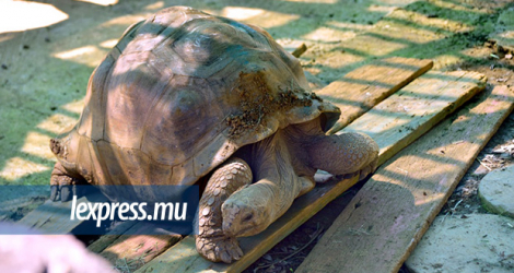 Cette tortue détourne-t-elle le regard pour éviter de voir le désordre qui règne à certains endroits dans son jardin ?