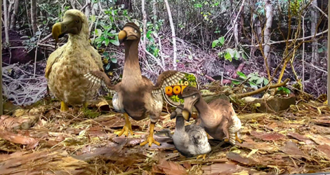 Grâce à une nouvelle application, vous pouvez désormais voir le dodo marcher dans son habitat.