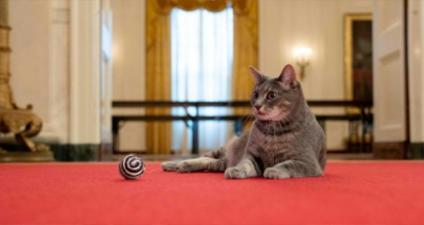 «Willow», le chat du couple Biden fait son entrée à la Maison Blanche sur une image non datée.