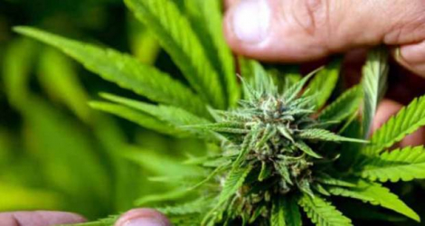 Le premier pays africain à autoriser la culture du cannabis médical a été le Lesotho, en 2017. @AFP