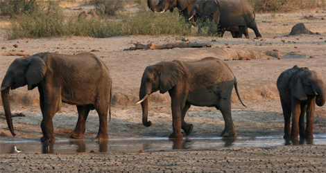 Le Zimbabwe possède la deuxième plus grande population d'éléphants au monde après le Botswana.