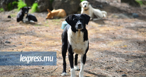 Le problème des chiens errants et le contrôle de ceux ayant un propriétaire, deux gros objectifs que la MSAW compte mener à bien.