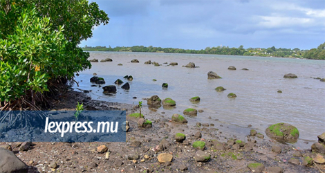 La mangrove recommence à pousser, deux ans après avoir subi la marée noire. © Dev Ramkhelawon