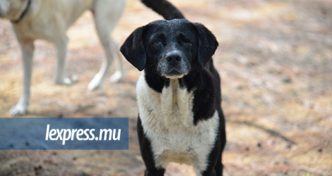 Les chiens de race comme les «bâtards» sont abandonnés par leur maître, faute de moyens pour s’en occuper, selon Preety Saachi, présidente de «Rescuer of Animals in Distress».