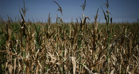 Des cultures de maïs menacées par la sècheresse près d'Hostens, en Gironde, dans le sud-ouest de la France, le 1er août 2022.