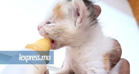 Le lait peut aider les chats en premier secours mais il faut les conduire au plus vite chez un vétérinaire.