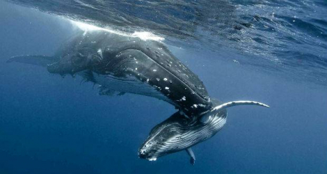 Cette année, les baleines sont en grand nombre dans nos eaux, mais elles sont dérangées par une horde de visiteurs, au grand dam du président de MMCO.