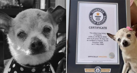 Pebbles avait été désignée le plus vieux chien du monde en mai 2022, lors d’un passage des experts du livre Guinness.